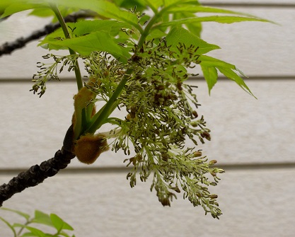 【我が家の　ホントネリコ　　芽吹きから開花まで】　〈５〉　珍しく花？　　　２０１４年４月_a0191852_17535847.jpg