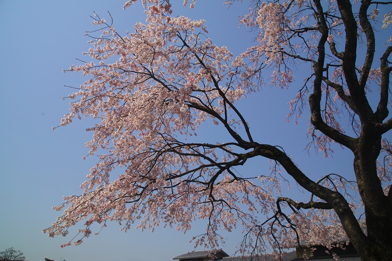 桜の色_d0113554_820573.jpg