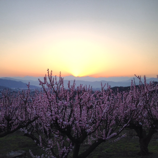 あんずの花と夕日を眺める。_f0320754_9104632.jpg