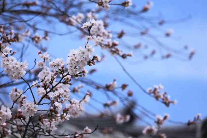 法隆寺 桜 2014_a0176855_2335783.jpg