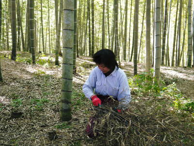 幻の白い「長生たけのこ」 海棠(かいどう)の花が咲く今がまさに最旬!!_a0254656_18515736.jpg