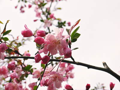 幻の白い「長生たけのこ」 海棠(かいどう)の花が咲く今がまさに最旬!!_a0254656_192777.jpg