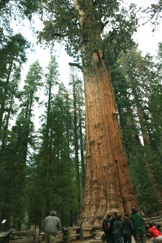 Sequoia National Park_c0308559_936324.jpg