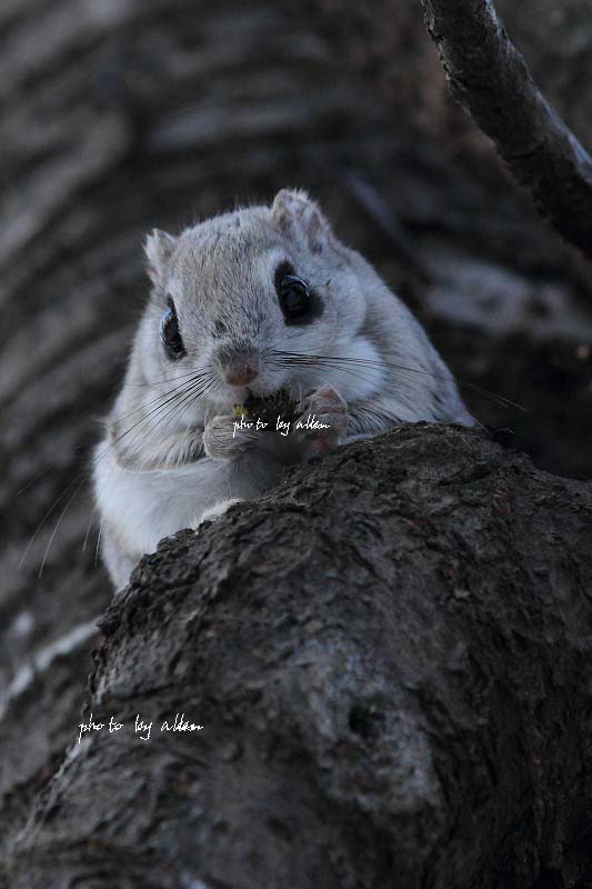 モモンガちゃん 北海道の四季を届けるakkun だすよ モモンガちゃん 北海道の四季を届けるakkun だすよ
