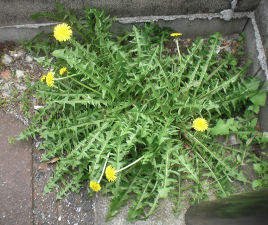 a0053063_20473914.jpg