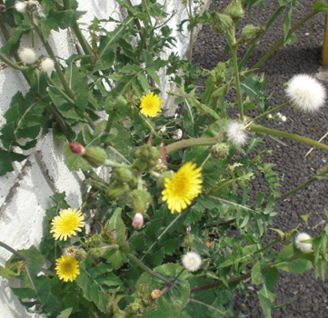 a0053063_2049433.jpg