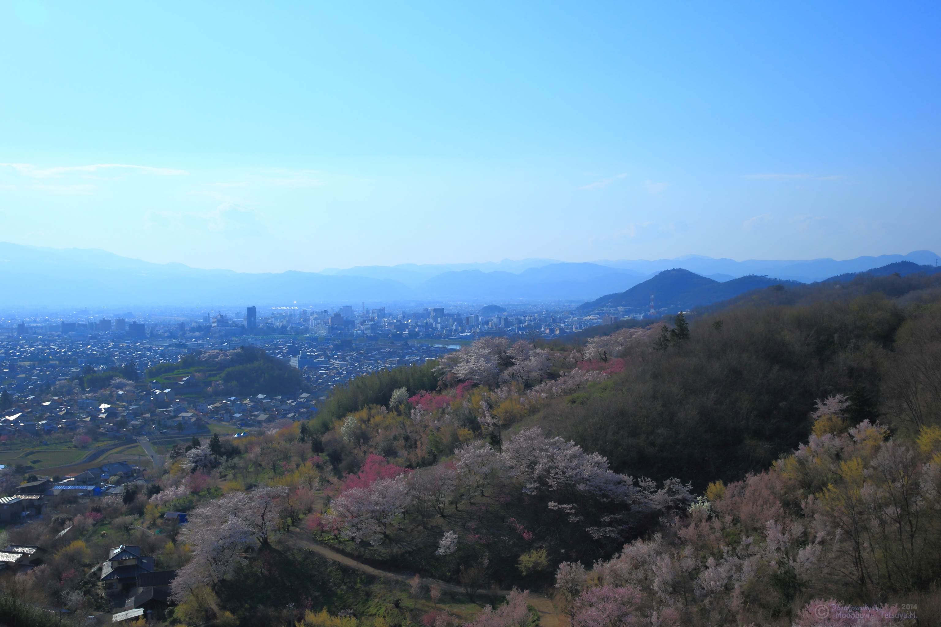 花見山2014　_e0197769_19583359.jpg