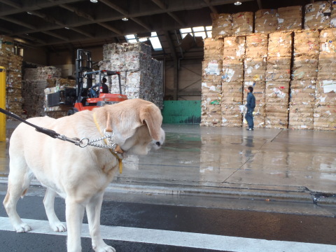 月例　小川動物病院_f0052277_03034688.jpg