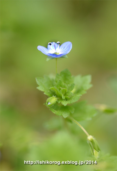 散歩道の小さな野の花_a0223379_22381712.jpg