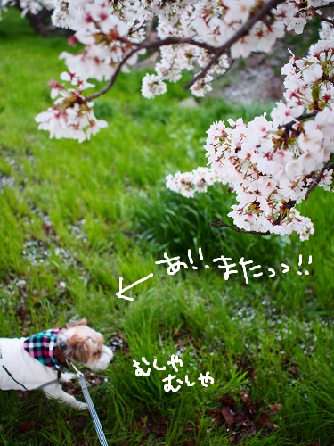 今年も桜。_b0092580_1444733.jpg