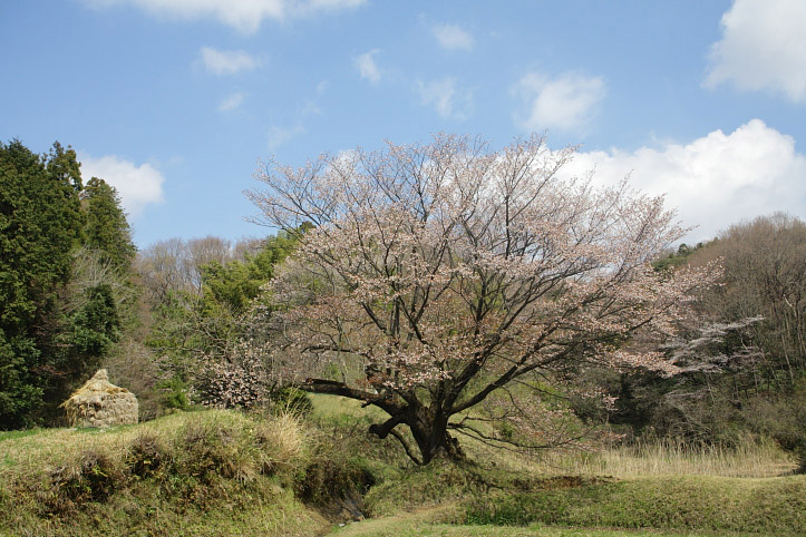 町田市　図師の山桜　3_e0165983_12132892.jpg