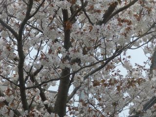 2014年4月16日 参ったね。。_b0098584_22431320.jpg