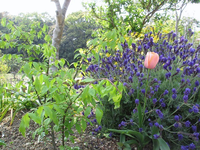 一輪のチューリップ の んびり