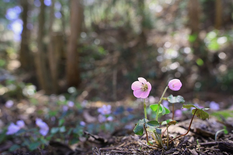 ミヤマカタバミ_f0000789_105151100.jpg