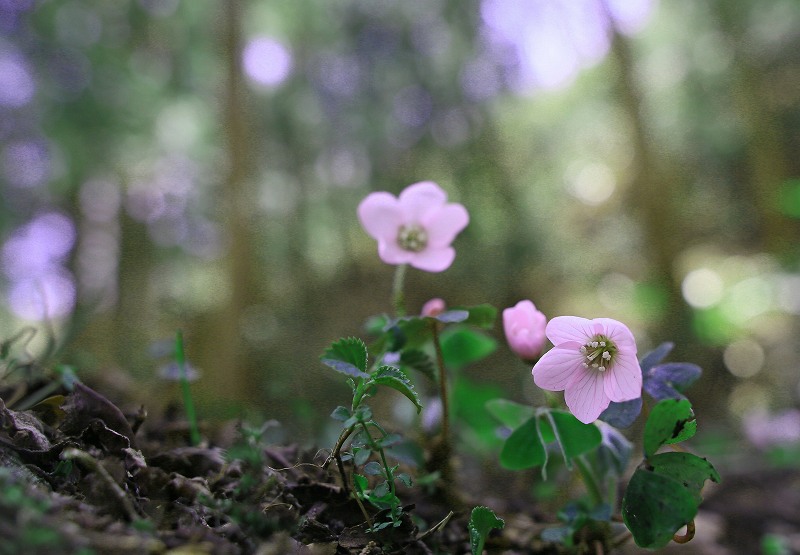 ミヤマカタバミ_f0000789_10521010.jpg