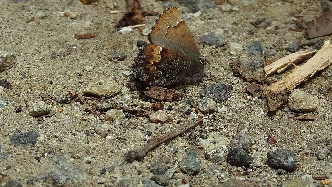 a0152692_18564596.jpg