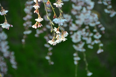 上田城　桜咲く_d0264892_283254.jpg