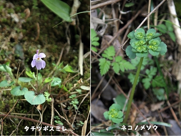 吉野山の桜_b0232993_23221813.jpg