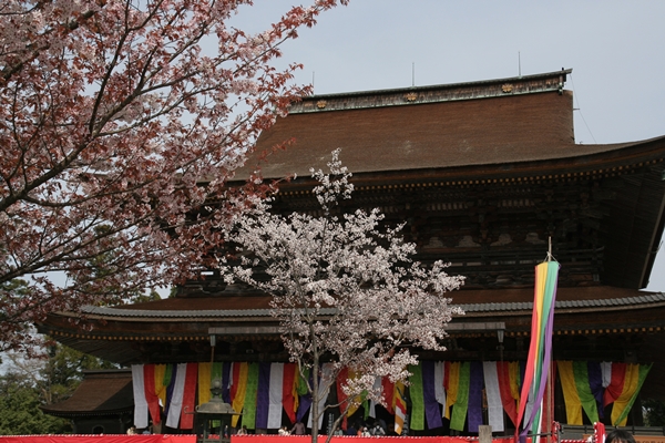 吉野山の桜_b0232993_23363038.jpg