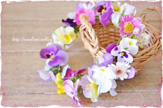庭の花で、花かんむり Flower crown with the violas in my garden_d0025294_2312087.jpg