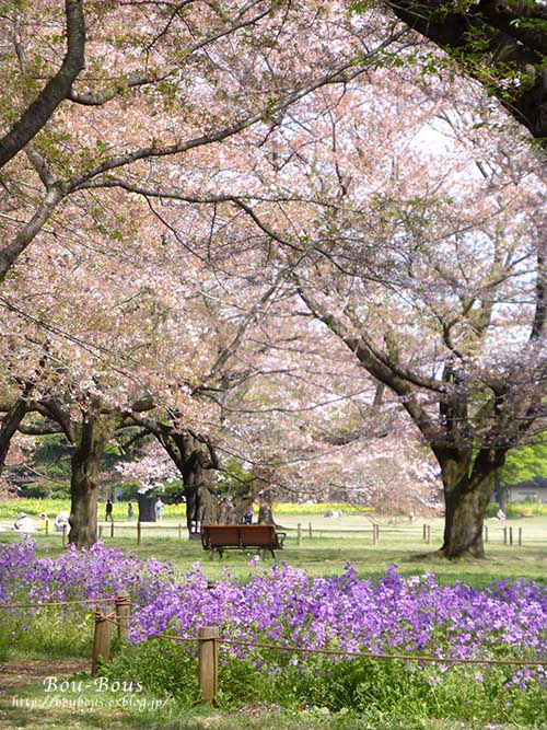 昭和記念公園の桜とチューリップ-4_d0128697_153293.jpg