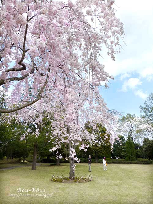 昭和記念公園の桜とチューリップ-4_d0128697_1544055.jpg