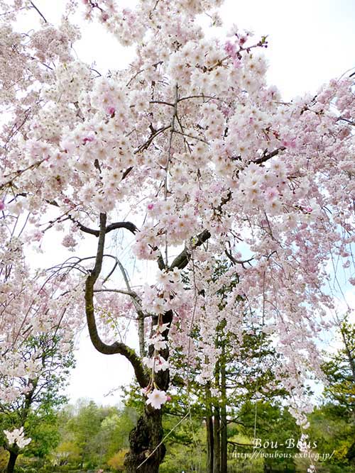 昭和記念公園の桜とチューリップ-4_d0128697_155124.jpg