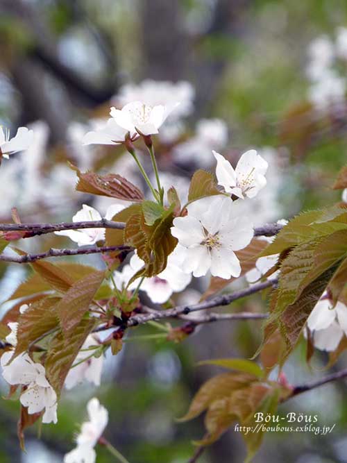 昭和記念公園の桜とチューリップ-4_d0128697_2348100.jpg