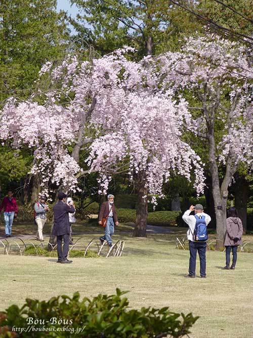 昭和記念公園の桜とチューリップ-4_d0128697_243320.jpg