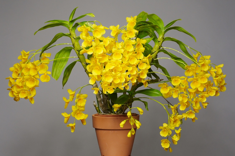 Dendrobium braianense 'Lemon Fantasy' その3 : 花咲か父さん 洋らん栽培