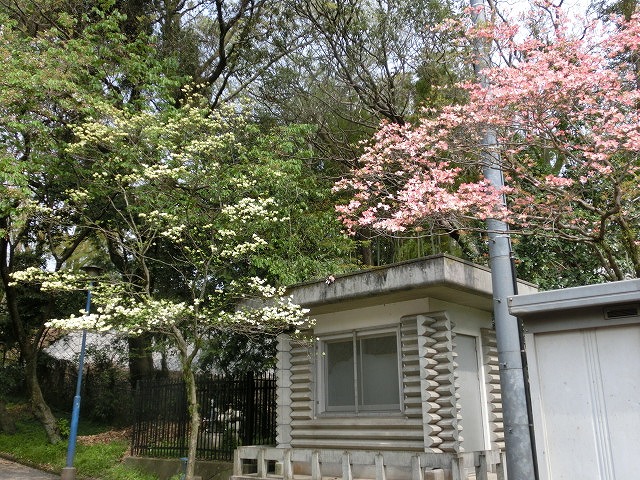 一斉に芽吹き始めて「春真っ盛り」_f0141310_726418.jpg