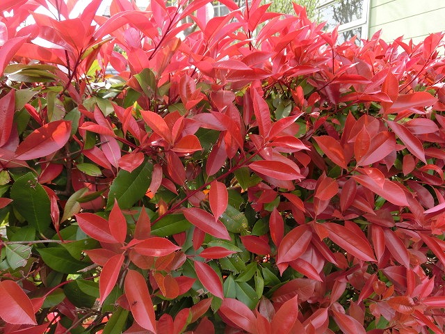 一斉に芽吹き始めて「春真っ盛り」_f0141310_727241.jpg