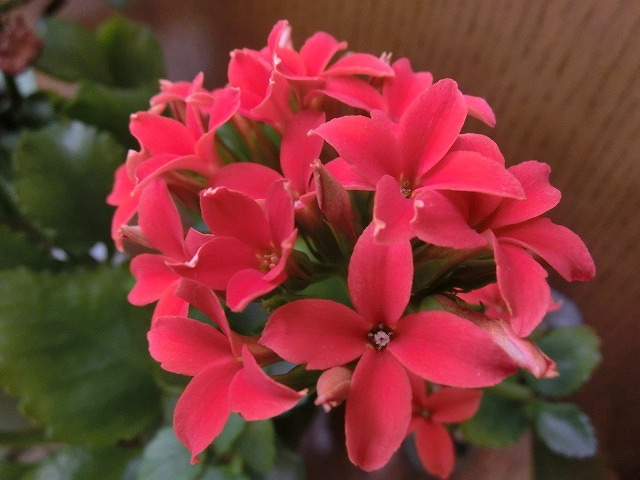 一斉に芽吹き始めて「春真っ盛り」_f0141310_729321.jpg