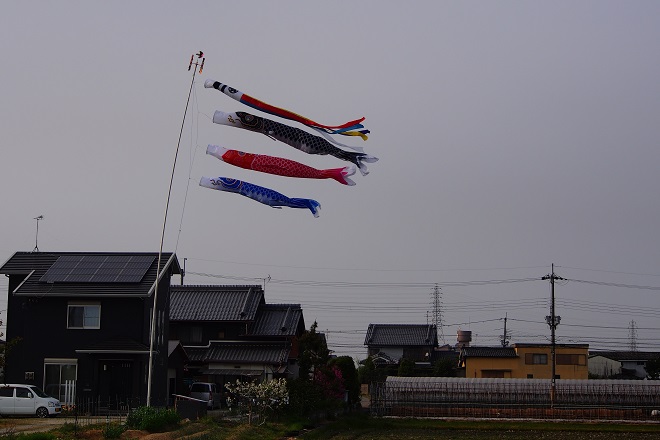 屋根より高い鯉のぼり 八百屋と写真