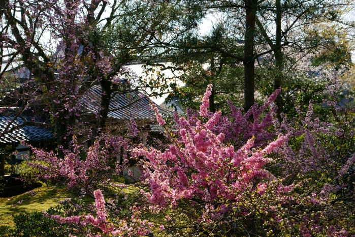 天龍寺_e0177413_21322126.jpg