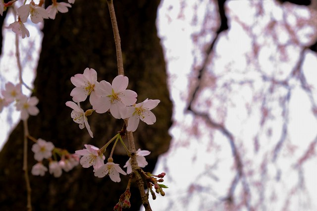 枝垂れ桜_a0268332_2329680.jpg