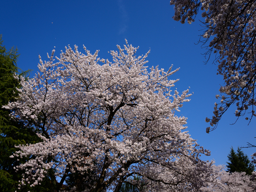 春うらら_c0229032_1323027.jpg