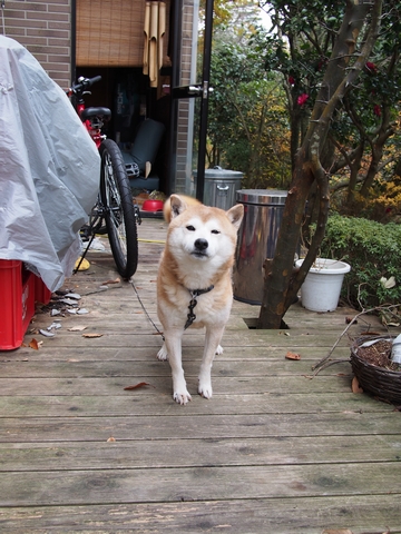 伊豆高原・和風ペンション山の辺 2013年 朝食等編_b0042334_2384461.jpg