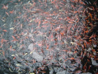 f0214235_17184442.jpg