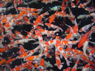 f0214235_1745773.jpg