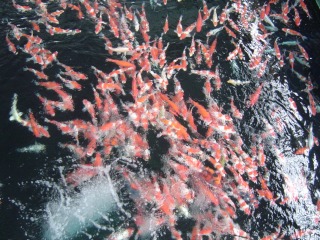 f0214235_1795234.jpg