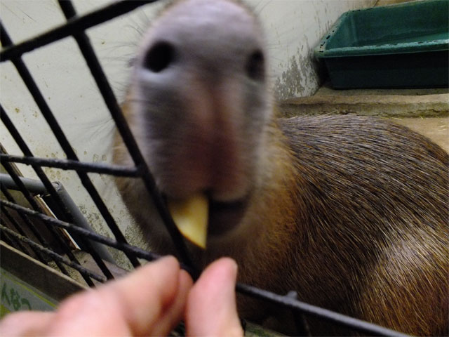 春だよ、草津熱帯圏!_a0179837_18481729.jpg
