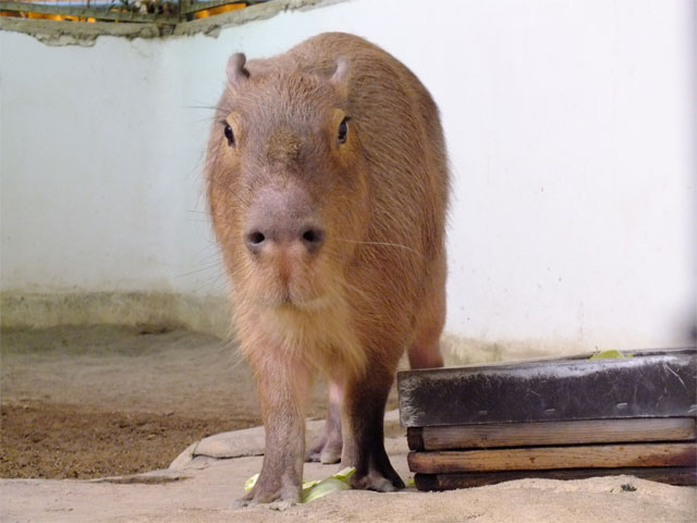 春だよ、草津熱帯圏!_a0179837_18503678.jpg