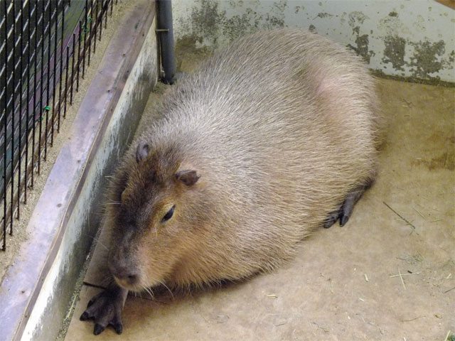 春だよ、草津熱帯圏!_a0179837_19131926.jpg