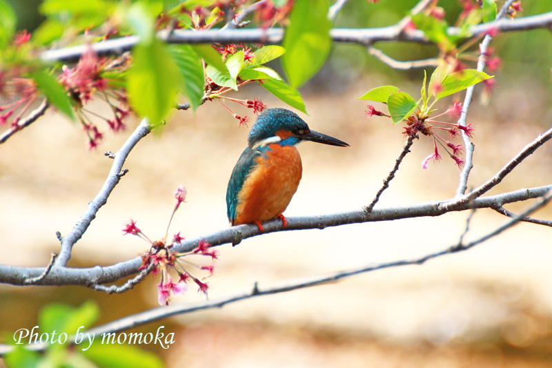 春のカワセミ_e0274337_18322701.jpg