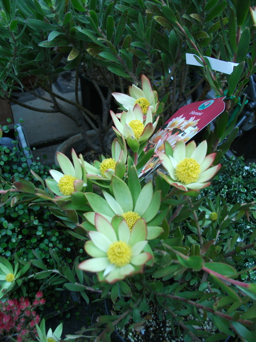 オーストラリアの植物 葉っぱと花と オーストラリアの植物 葉っぱと花と