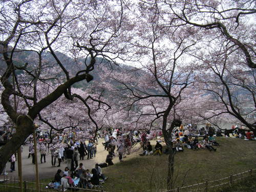 さくら（長野県　高遠城址公園）_e0146841_2242517.jpg