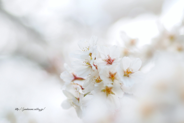 枝垂桜＠秩父宮記念公園_e0268051_14482488.jpg