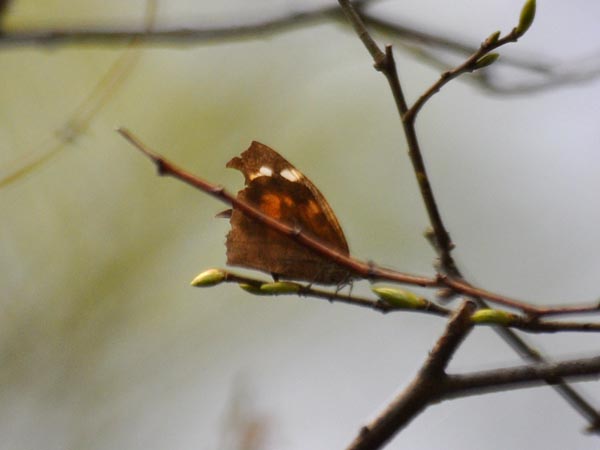 c0045352_21404515.jpg