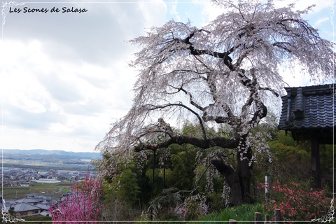 樹齢300年の枝垂桜_a0177453_15414524.jpg